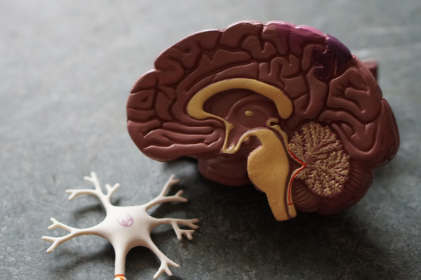 Plastic model of a brain and a nerve ending